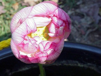 Enlarge photo 24
