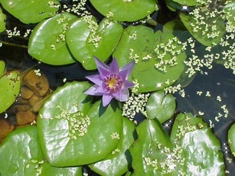 Enlarge photo 13