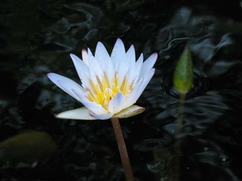 Enlarge photo 32