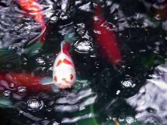Enlarge photo 11