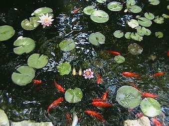 Enlarge photo 30