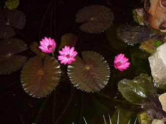 Enlarge photo 9