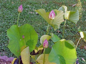 Enlarge photo 26