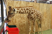GIRAFFE ! ! !