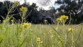 Golden Oak Ranch - Director Scout