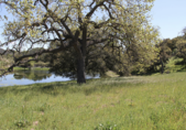 Ventura Farms