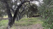 Piney Woods - 2nd Hold