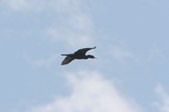 Enlarge photo 44