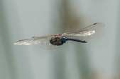 Enlarge photo 10