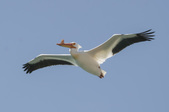 Enlarge photo 42