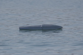 Enlarge photo 57