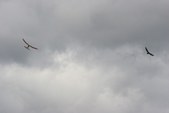 Enlarge photo 47