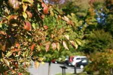 Fall Colors