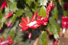Xmas Cactus