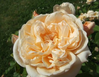 Giardino delle Rose