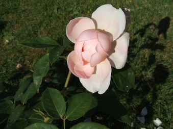 Enlarge photo 5