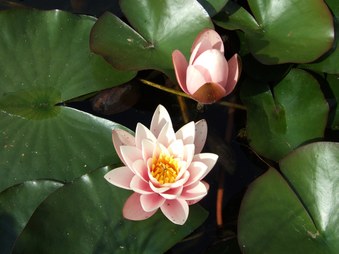 Enlarge photo 12
