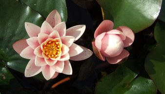 Enlarge photo 14