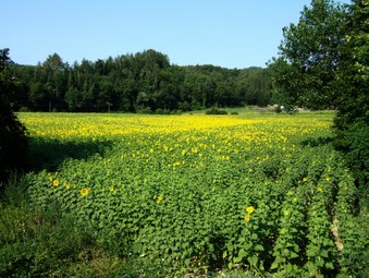 Girasoli