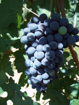 Regione Chianti