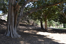 Enlarge photo 12