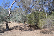 Enlarge photo 52