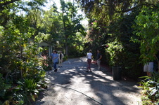 Olive Grove