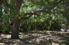 Enlarge photo 16