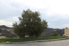 Enlarge photo 8