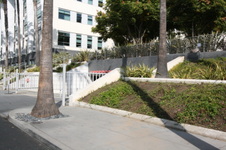 Avenue of the Palms