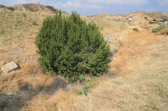 Enlarge photo 34