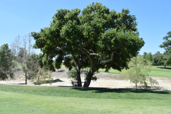 Enlarge photo 183