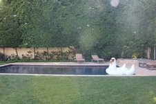 Enlarge photo 106