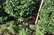 Enlarge photo 254