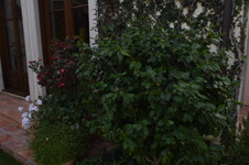 Enlarge photo 374