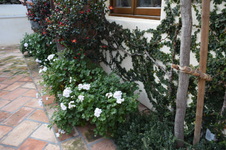 Enlarge photo 397