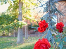 Enlarge photo 72