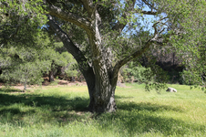 Enlarge photo 450