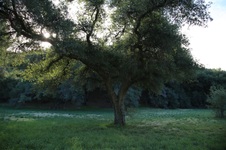 Enlarge photo 75