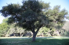 Enlarge photo 85