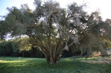 Enlarge photo 96
