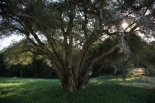 Enlarge photo 97