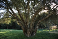 Enlarge photo 98