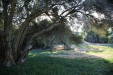 Enlarge photo 99