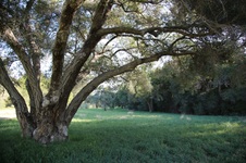 Enlarge photo 100