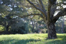 Enlarge photo 135