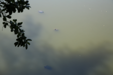 Enlarge photo 163