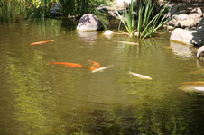 Enlarge photo 196