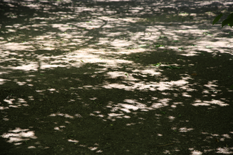 Enlarge photo 99