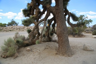 Enlarge photo 37